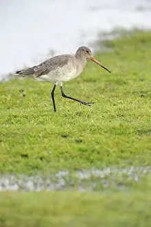Wash: Black-tailed Godwit