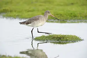 Wash: Black-tailed Godwit