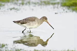 Wash: Black-tailed Godwit