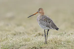 Zeevang: Black-tailed Godwit