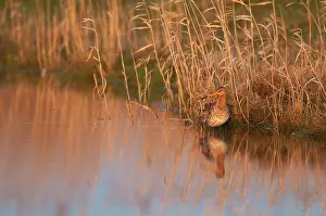 Overflakkee: Black-tailed Godwit