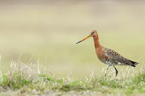 Overflakkee: Black-tailed Godwit