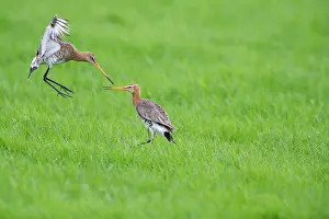 Ameland: Black-tailed Godwit