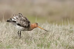 Overflakkee: Black-tailed Godwit