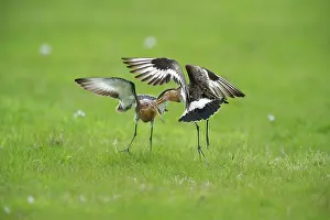 Ameland: Black-tailed Godwit