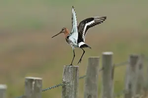 Barbed: Black-tailed Godwit