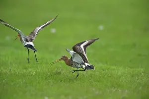 Ameland: Black-tailed Godwit