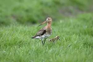 Waderbird: Black-tailed Godwit