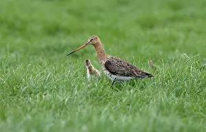 Waderbird: Black-tailed Godwit