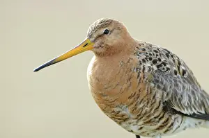 Xd6land: Black-tailed Godwit