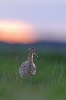 Xd6land: Black-tailed Godwit