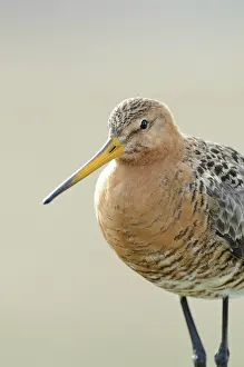 Xd6land: Black-tailed Godwit