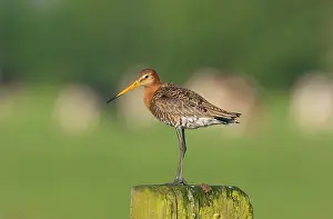Putten: Black-tailed Godwit