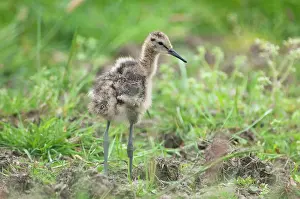 Nijkerk: Black-tailed Godwit