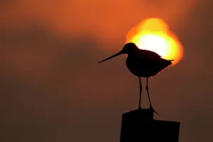Waderbird: Black-tailed Godwit