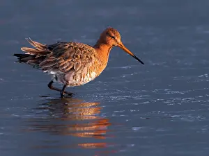 Utrechts: Black-tailed Godwit