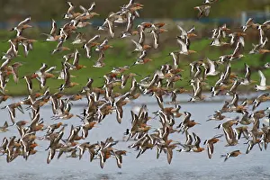 Landje: Black-tailed Godwit