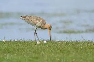 Zeevang: Black Tailed Godwit
