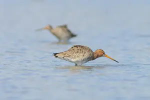Spaarndam: Black-tailed Godwit