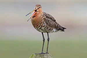 Screaming: Black-tailed Godwit
