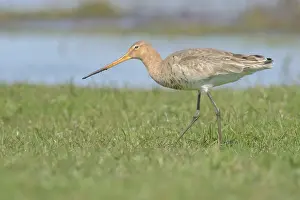 Zeevang: Black-tailed Godwit