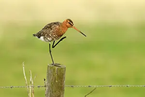 Barb: Black-tailed Godwit