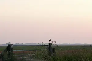 Nijkerk: Black-tailed Godwit