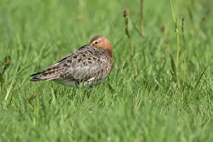 Eemland: Black-tailed Godwit