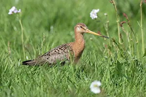 Eemland: Black-tailed Godwit