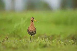 Black-tailed Godwit