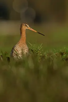Langerak: Black-tailed Godwit