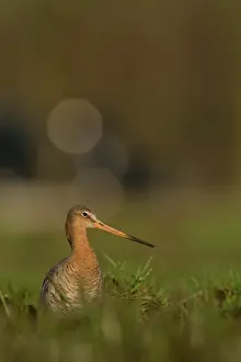 Langerak: Black-tailed Godwit
