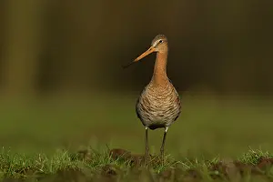 Langerak: Black-tailed Godwit