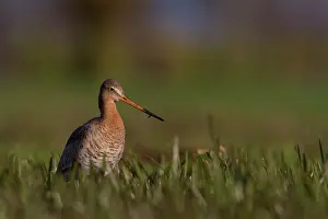 Langerak: Black-tailed Godwit