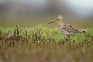 Langerak: Black-tailed Godwit