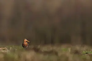 Langerak: Black-tailed Godwit