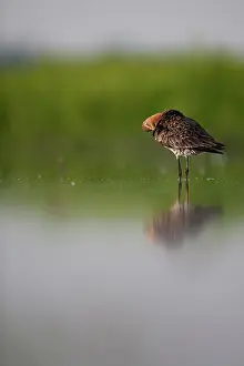 Langerak: Black-tailed Godwit