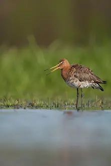 Langerak: Black-tailed Godwit