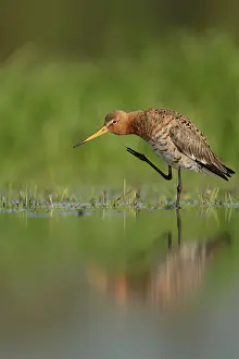 Langerak: Black-tailed Godwit