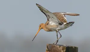 Zeevang: Black-tailed Godwit