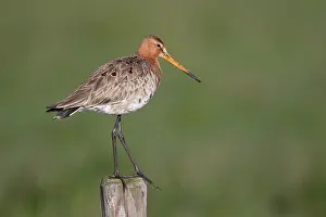 Eemland: Black-tailed Godwit