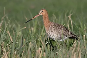 Eemland: Black-tailed Godwit