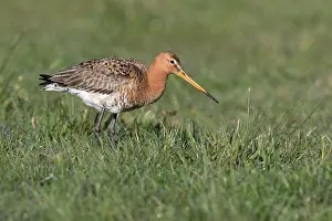 Eemland: Black-tailed Godwit