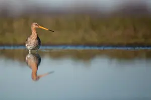 Langerak: Black-tailed Godwit