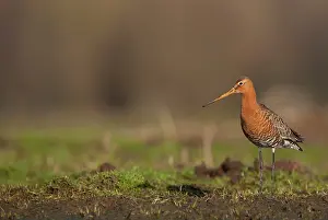 Langerak: Black-tailed Godwit