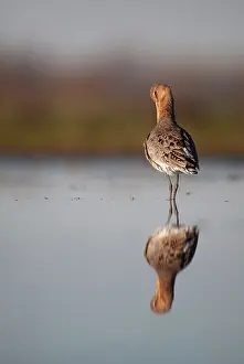 Langerak: Black-tailed Godwit