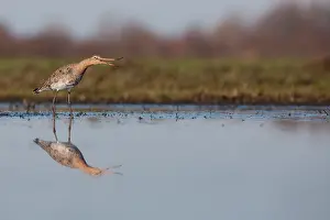 Langerak: Black-tailed Godwit