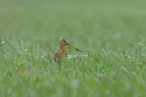 Zeevang: Black-tailed Godwit