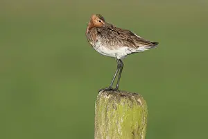 Eemland: Black-tailed Godwit