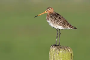 Eemland: Black-tailed Godwit